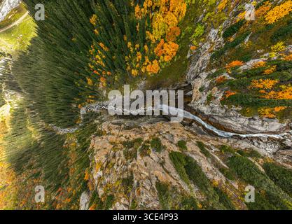 Ein atemberaubender Down-Drohnenschuss eines Flusses, der über eine felsige Klippe in einen dichten Wald mit grünen Kiefern und leuchtenden gelben Herbstbäumen stürzt Stockfoto