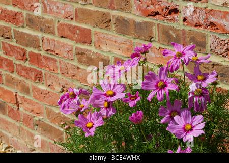 COSMOS Blumen und eine rote Ziegelmauer dahinter. Stockfoto