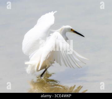 Ein schneebedeckter Reiher (Egretta thula) wird in der Mitte der Strebe gefangen und zeigt sein wunderschönes weißes Gefieder, während er durch klares, seichtes Wasser weht Stockfoto