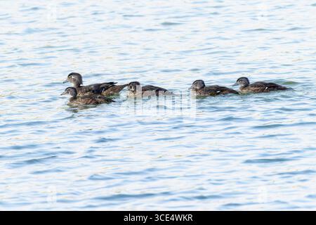 Eine Familie von Holzenten (Aix sponsa) schwimmen in einem ruhigen See. Die Morgensonne strahlt ein sanftes Licht auf das Wasser Stockfoto