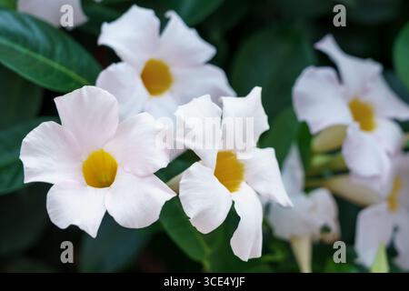 Hellrosa Blumen von Mandevilla (Mandevilla sp.) Mit gelber Mitte gegen dunkelgrünes Laub. Stockfoto