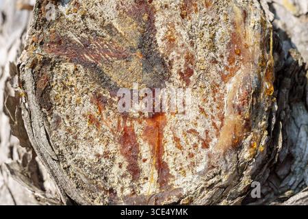 Nahaufnahme von Baumharz, das aus einem Schnittrindenabschnitt austritt. Stockfoto