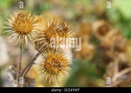 Nahaufnahme getrockneter Klettenkerne (Arctium sp.) Mit stacheligen Graben in goldbraunen Tönen. Stockfoto