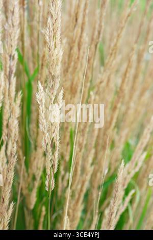 Nahaufnahme von Schilfgras (Calamagrostis) mit goldenen Samenköpfen. Stockfoto