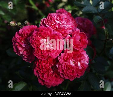Rote Rosenblüten aus der Nähe Stockfoto