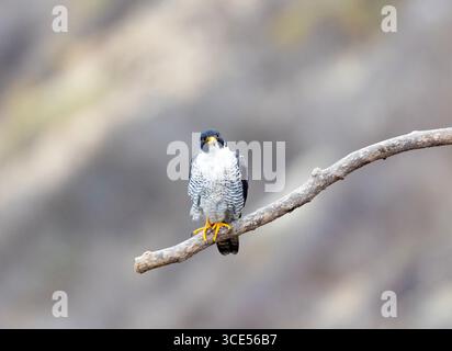 Peregrine Falcon Erwachsener hockt sauber BG Stockfoto