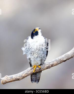 Peregrine Falcon Erwachsener hockt sauber BG Stockfoto