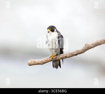 Peregrine Falcon Erwachsener hockt sauber BG Stockfoto