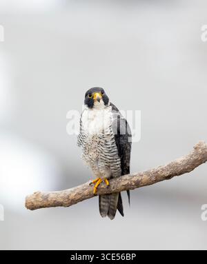 Peregrine Falcon Erwachsener hockt sauber BG Stockfoto