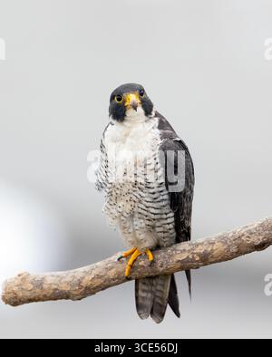 Peregrine Falcon Erwachsener hockt sauber BG Stockfoto