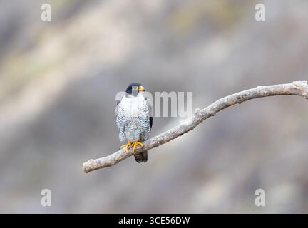 Peregrine Falcon Erwachsener hockt sauber BG Stockfoto