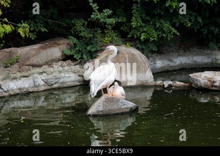 Dieses Bild zeigt einen wunderschönen weißen Pelikan, der anmutig auf einem Felsen thront, während ein weiterer Pelikan darunter liegt. Das ruhige Wasser reflektiert die Natur Stockfoto