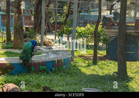 Herrlicher männlicher Pfau mit leuchtenden grünen und blauen Federn, die neben gekachelten Gehegen in Chittagong ruhen Stockfoto