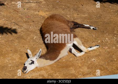 Entspanntes braunes und weißes Lama, das friedlich auf dem Boden in Chittagong ruht Stockfoto