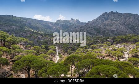 Dichter Kiefernwald mit hohen immergrünen Bäumen und üppigem grünen Laub, friedliche natürliche Waldlandschaft in der mediterranen Landschaft Stockfoto