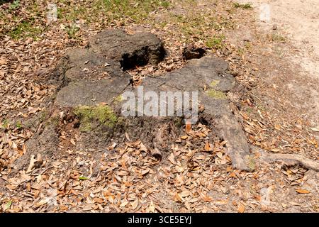 Verwitterter Stumpf einer einst massiven Eiche, umgeben von gefallenen Blättern und Moos, in Middleton Place, Charleston, SC. Stockfoto