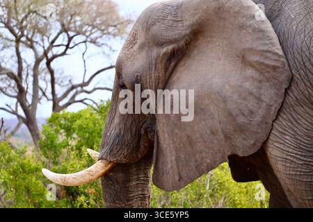 Nahaufnahme eines afrikanischen Elefanten mit großen Stoßzähnen in freier Wildbahn, fotografiert in Südafrika. Stockfoto