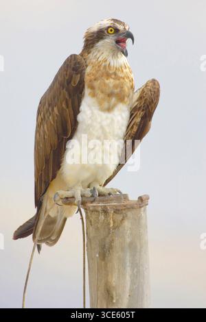 osprey, Fischfalke, Seefalke, Flussfalke, eurasischer Fischadler (Pandion haliaetus), Barschen, die auf einem Holzhaufen rufen, Israel Stockfoto