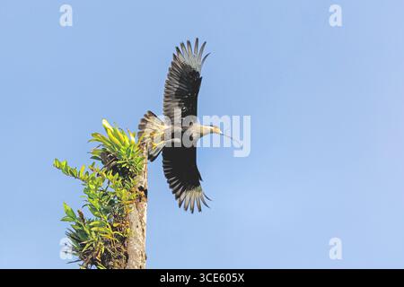 Caracara (Polyborus plancus, Caracara plancus), Weibchen hebt sich von einem Baum mit einem Zweig im Schnabel ab, Costa Rica, Alajuela, La Fortuna Stockfoto