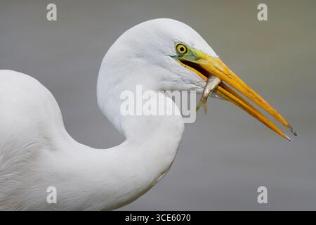 Großer Reiher, großer Weißreiher, gemeiner Reiher, großer Weißreiher (Egretta alba, Casmerodius albus, Ardea alba), mit einem gefangenen Fisch in der Stockfoto