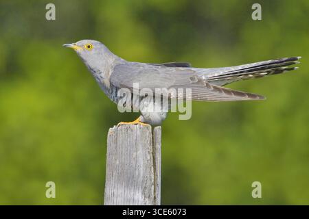 Eurasischer Kuckuck, Kuckuck, gemeiner Kuckuck, Europäischer Kuckuck (Cuculus canorus), männlich auf einem Holzpfosten, Seitenansicht, Italien, Toskana Stockfoto