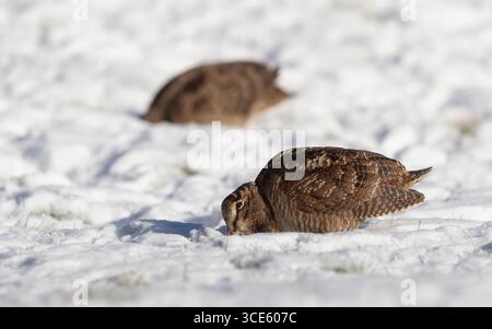 Eurasischer Holzhahn (Scolopax rusticola), zwei im Schnee fressende Individuen, Dänemark, Jütland Stockfoto
