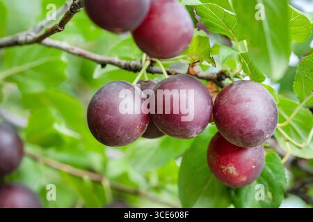 Kirschpflaume, Myrobalanpflaume (Prunus cerasifera, Prunus myrobalana; Prunus korolkowii), Zweig mit Früchten Stockfoto