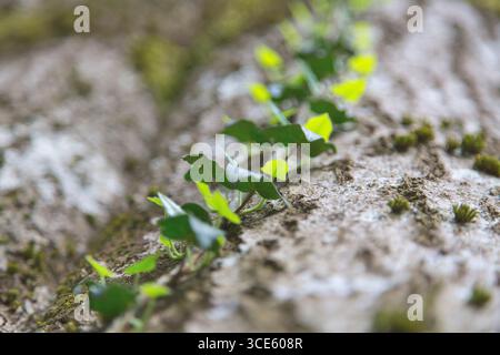 Englischer Efeu, gemeiner Efeu (Hedera helix), Weinstock klettert auf einen Baumstamm, Deutschland Stockfoto
