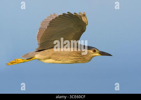 Schwarzgekrönter Nachtreiher, amerikanischer Nachtreiher, Schwarzdeckelreiher, Nachtreiher (Nycticorax nycticorax), unreifer Schwarzgekrönter Nachtreiher in Stockfoto