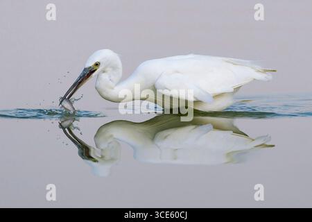 Reiher (Egretta garzetta) mit Fisch im Schnabel, Italien, Toskana, Peretola See Stockfoto