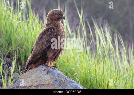 Steppenbussard (Buteo buteo vulpinus), auf einem Felsen vor hohem Gras, Seitenansicht, Israel Stockfoto