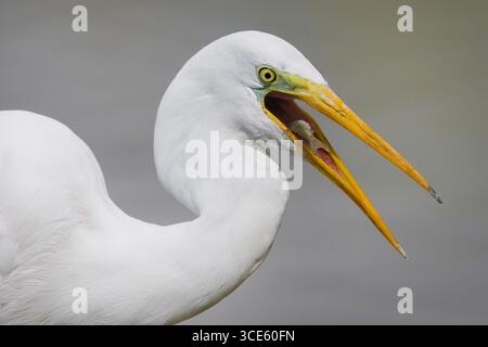 Großer Reiher, großer Weißreiher, gemeiner Reiher, großer Weißreiher (Egretta alba, Casmerodius albus, Ardea alba), mit einem gefangenen Fisch in der Stockfoto