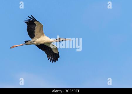 American Wood ibis, Holzstorch (Mycteria americana), im Flug, Costa Rica, Puntarenas, Tarcoles Stockfoto