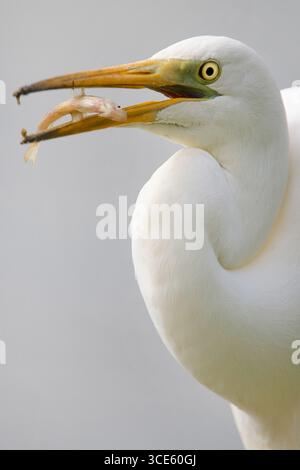 Großer Reiher, großer Weißreiher (Egretta alba, Casmerodius albus, Ardea alba), mit einem gefangenen Fisch im Schnabel, Porträt, Italien, Toskana Stockfoto