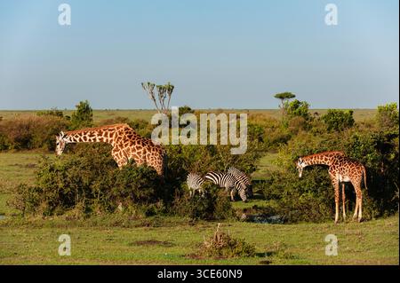 Masai Giraffe (Giraffa camelopardalis tippelskirchi), Giraffen und Zebras, die in der Savanne, Kenia, Masai Mara Nationalpark weiden Stockfoto