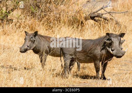 Gewöhnliches Warzenschwein, Savannenwarzenschwein (Phacochoerus africanus), Paar auf trockenem Gras stehend, Botswana, Chobe Nationalpark Stockfoto