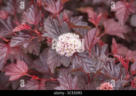 östlicher ninebark (Physocarpus opulifolius 'Lady in Red', Physocarpus opulifolius Lady in Red), blühend, Sorte Lady in Red Stockfoto