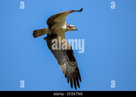 Osprey oder Pandion haliaetus halten Fische in ihren Krallen im Green Valley Park in Payson, Arizona. Stockfoto