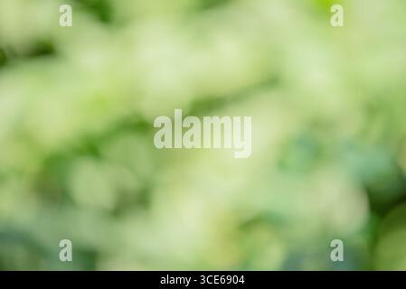 Unscharfer grüner Hintergrund. Natürliches Bokeh, verschwommen Stockfoto