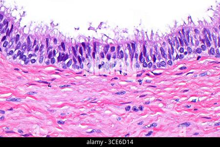 Lichtmikrographie des Epithels von Vas deferens. Der Vas deferens ist ein Schlauch, der Spermien vom Hoden zur Harnröhre im männlichen Genitaltrakt transportiert. Das Epithel oder die Auskleidungszellen der Vas deferens haben eine säulenförmige (vertikal orientierte und gestreckte) Anordnung und Zilien (haarartige Strukturen) ragen in das Lumen (weiß). Hämatoxylin- und Eosin-gefärbter Gewebeschnitt. Vergrößerung: 400-fach bei 10 cm Druck. Stockfoto