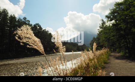 Silvergrass am Flussufer des Flusses Azusa, mit Berg und Wald im Hintergrund, und ein Wanderweg in der Nähe, in Kamikochi, Japan Stockfoto