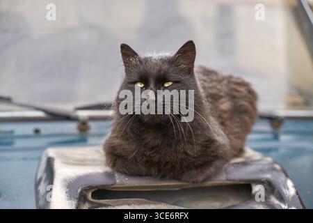 Schwarze Katze, die sich auf der alten Autohaube mit stahlem Blick und flauschigem Fell im Freien entspannt. Stockfoto