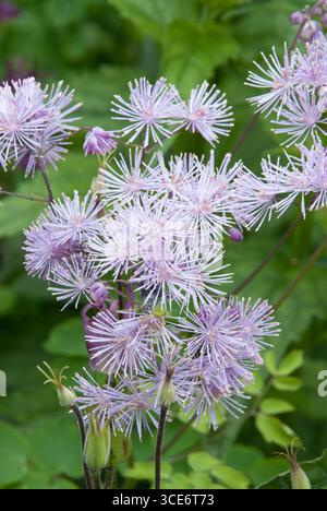 Zarte Lavendelblüten zeigen ihre einzigartigen spitzen Formen, während sie inmitten üppiger Grünflächen in einer Gartenumgebung blühen. Stockfoto