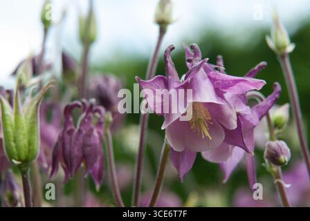 Zarte violette Blüten der kolumbine blühen im grünen Laub und betonen die Schönheit des Frühlings in einer ruhigen Gartenumgebung. Stockfoto