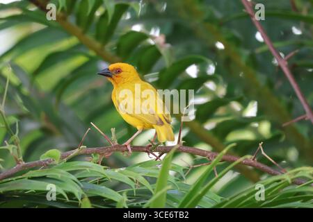 Tierwelt und tropische Pflanzen: Ein goldener Palmenweber in Sansibar Stockfoto