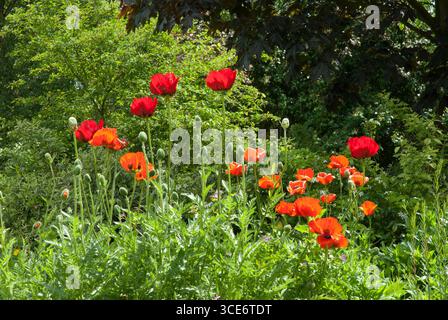 Üppiger Garten mit blühenden roten und orangen Mohnblumen, umgeben von Grün an einem sonnigen Frühlingstag. Stockfoto