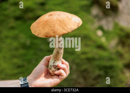 Stachelpilz in der Hand eines Pilzsammlers im Wald auf einer Lichtung. Pflückung von Steinpilzen. Stockfoto