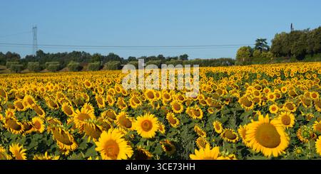 Sonnenblumenfeld auf dem Land von Rom, Italien Stockfoto