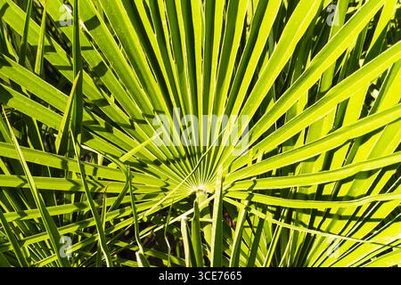 Leuchtend grüne Fächerpalmblätter-Textur in äußerster Nähe, ein perfekter tropischer Sommer-Hintergrund mit seinen strahlend sonnendurchfluteten Stirnblättern. Stockfoto