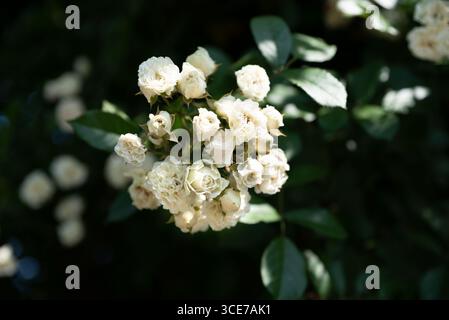 Schneetyphoon Kletterrosen blühen in cremeweißen Clustern vor dunkelgrünem Laub bei hellem Sommersonnenlicht aus nächster Nähe Stockfoto